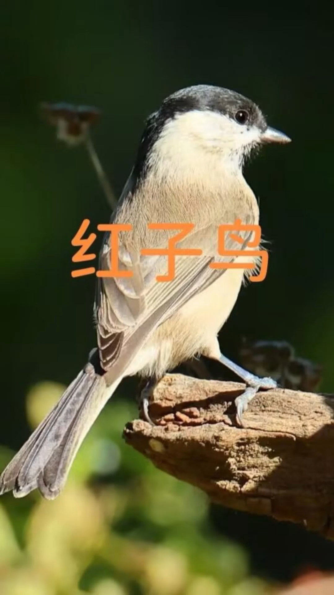 红子鸟学名沼泽山雀,与黑子,点子,贝子并称四大山雀