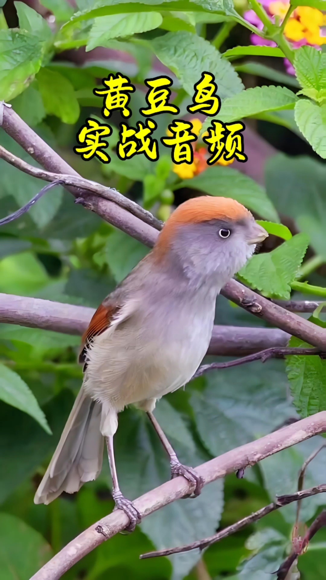 黄豆鸟叫声尖锐,野外拍到黄豆鸟群鸟大唱,还有一只柳莺