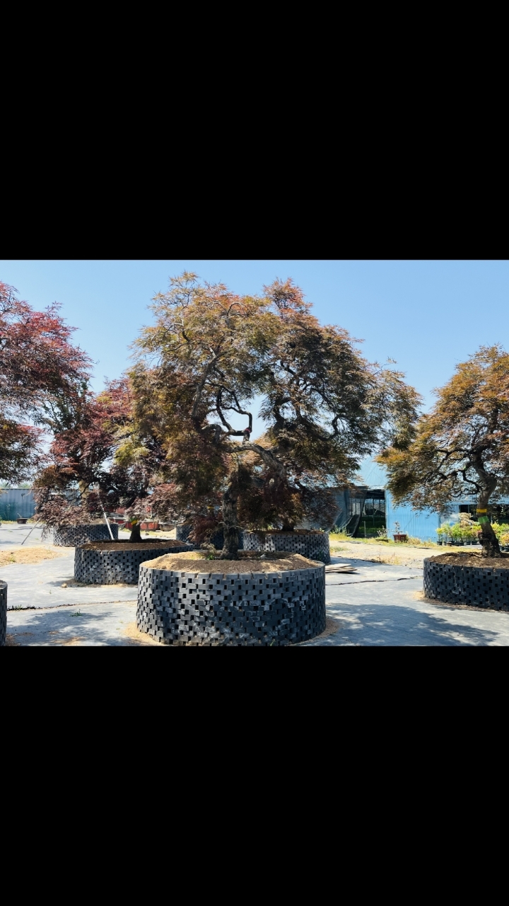 日本羽毛枫大型地景,因为造型独特,深受广大业主喜欢