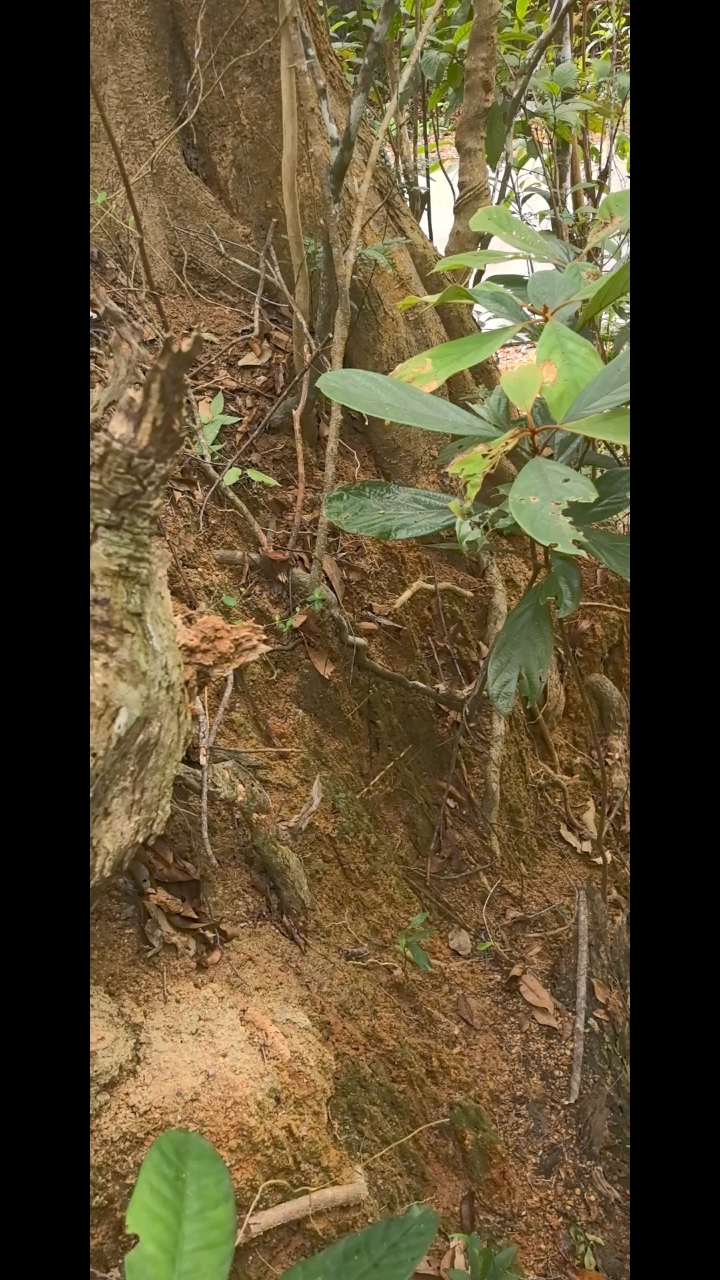 多角度观摩海南红降花梨公