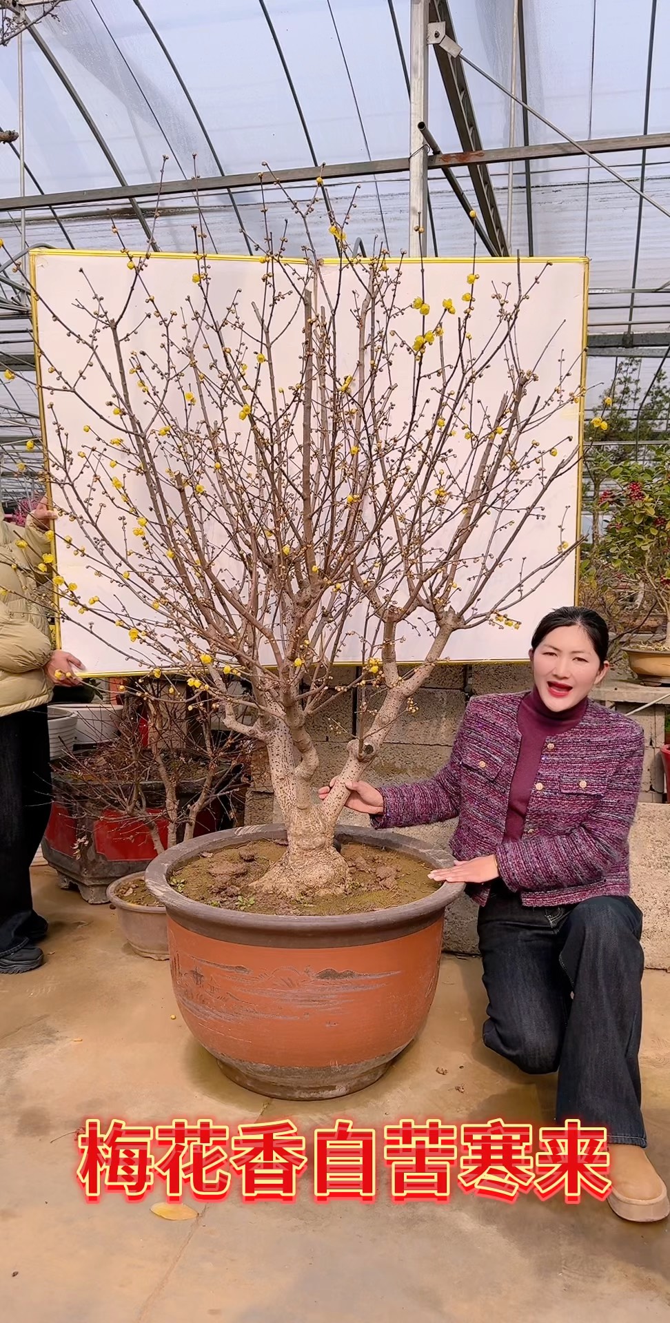 素心腊梅 梅花香自苦寒来