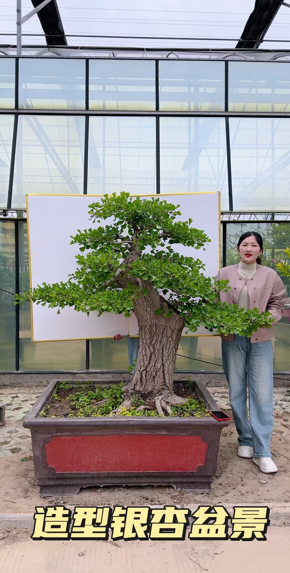 银杏大型老桩盆景图片图片