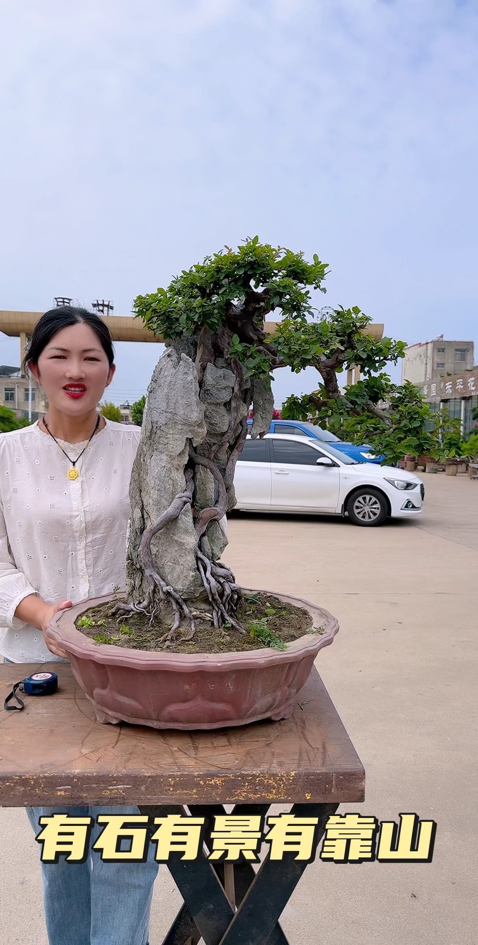 提根雀梅盆景图片大全图片