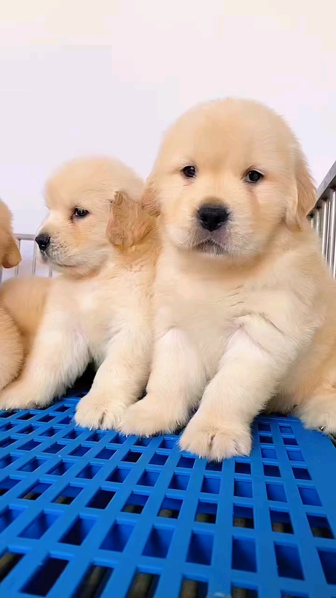 金毛犬幼犬宠物狗金毛