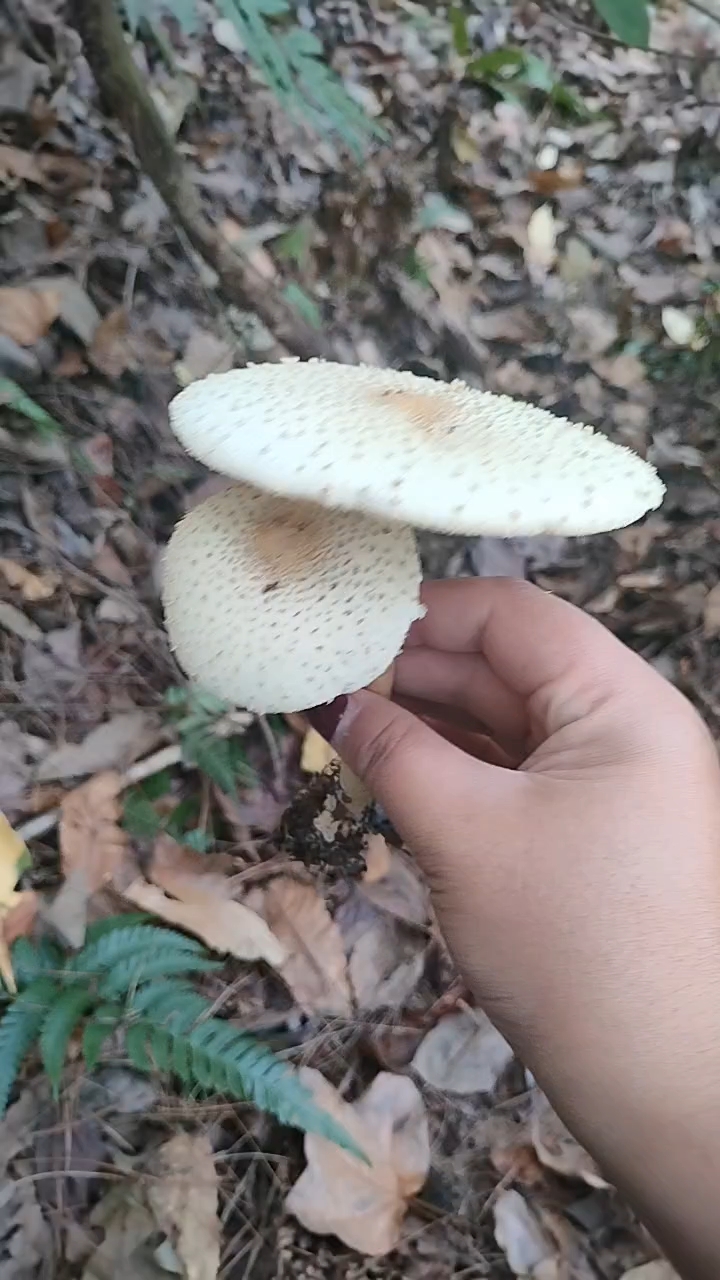 毒蘑菇长什么样,这种蘑菇能吃吗