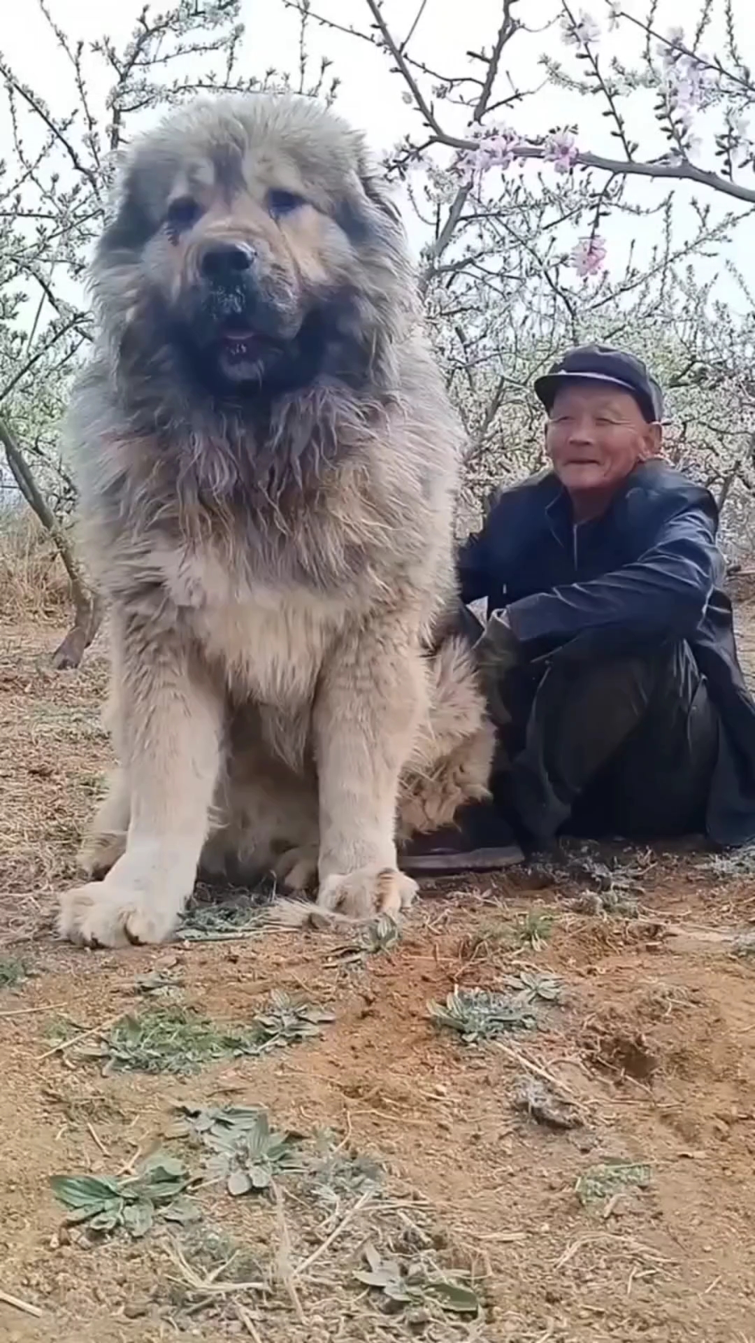 高加索犬高加索犬幼犬