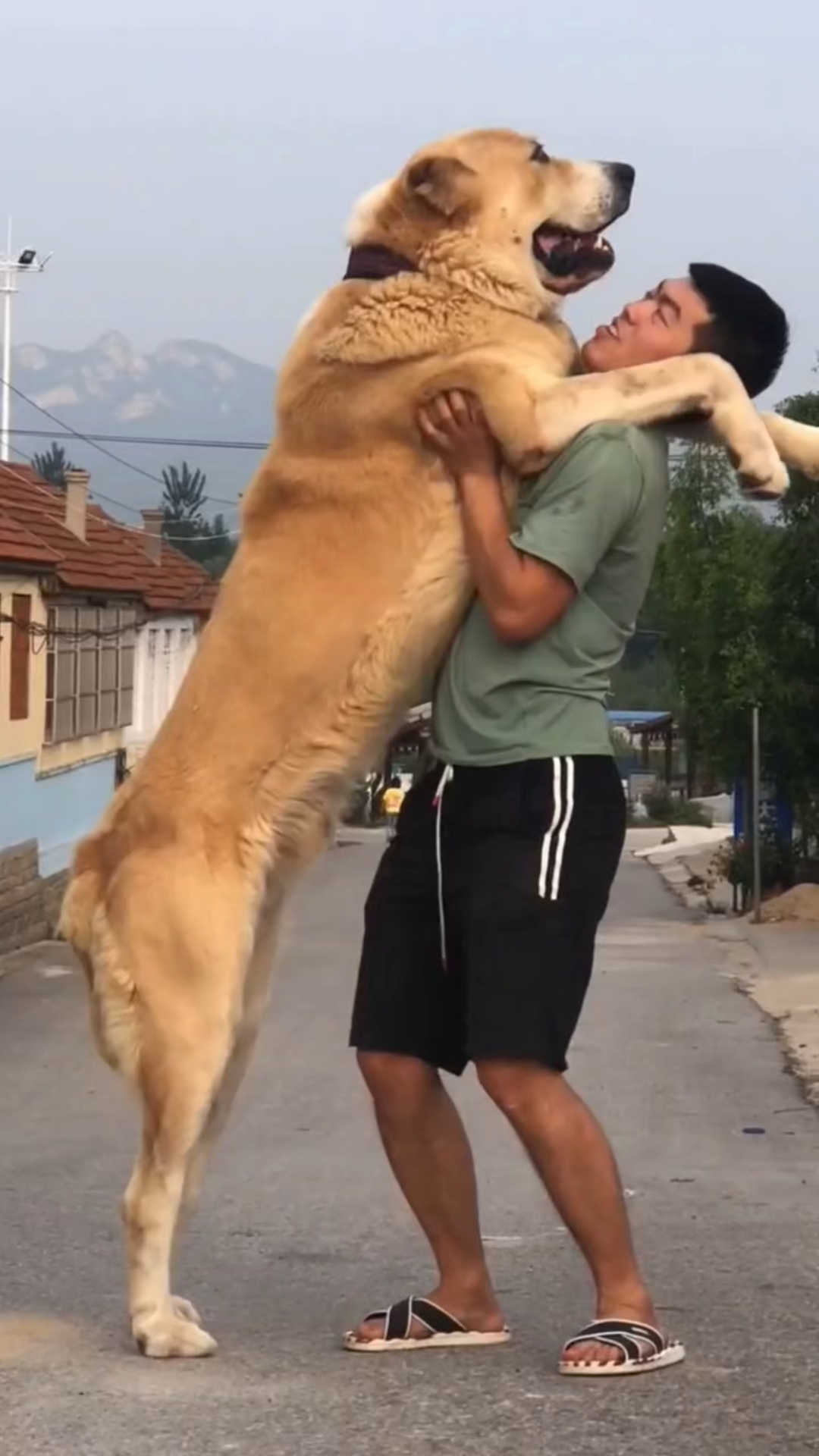 成年可以长两百斤的狗狗中亚牧羊犬