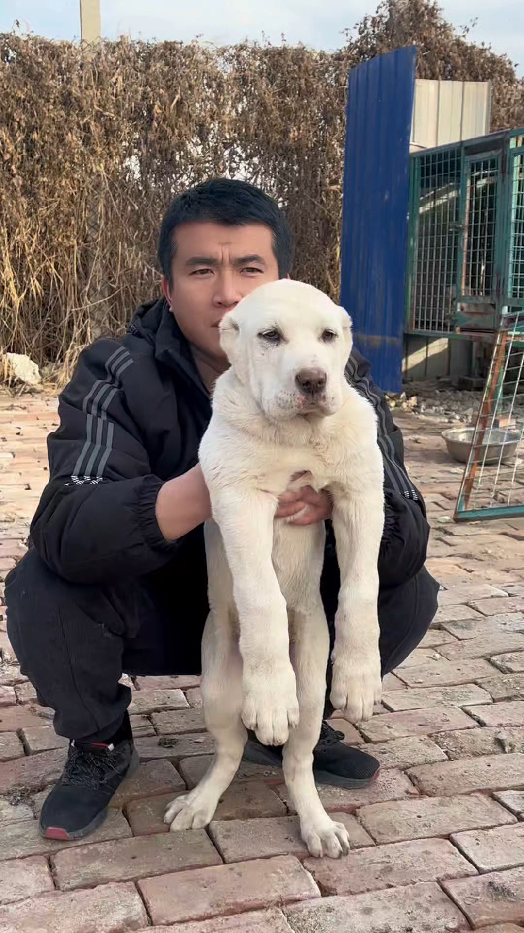 可以长到两百斤的狗狗中亚牧羊犬