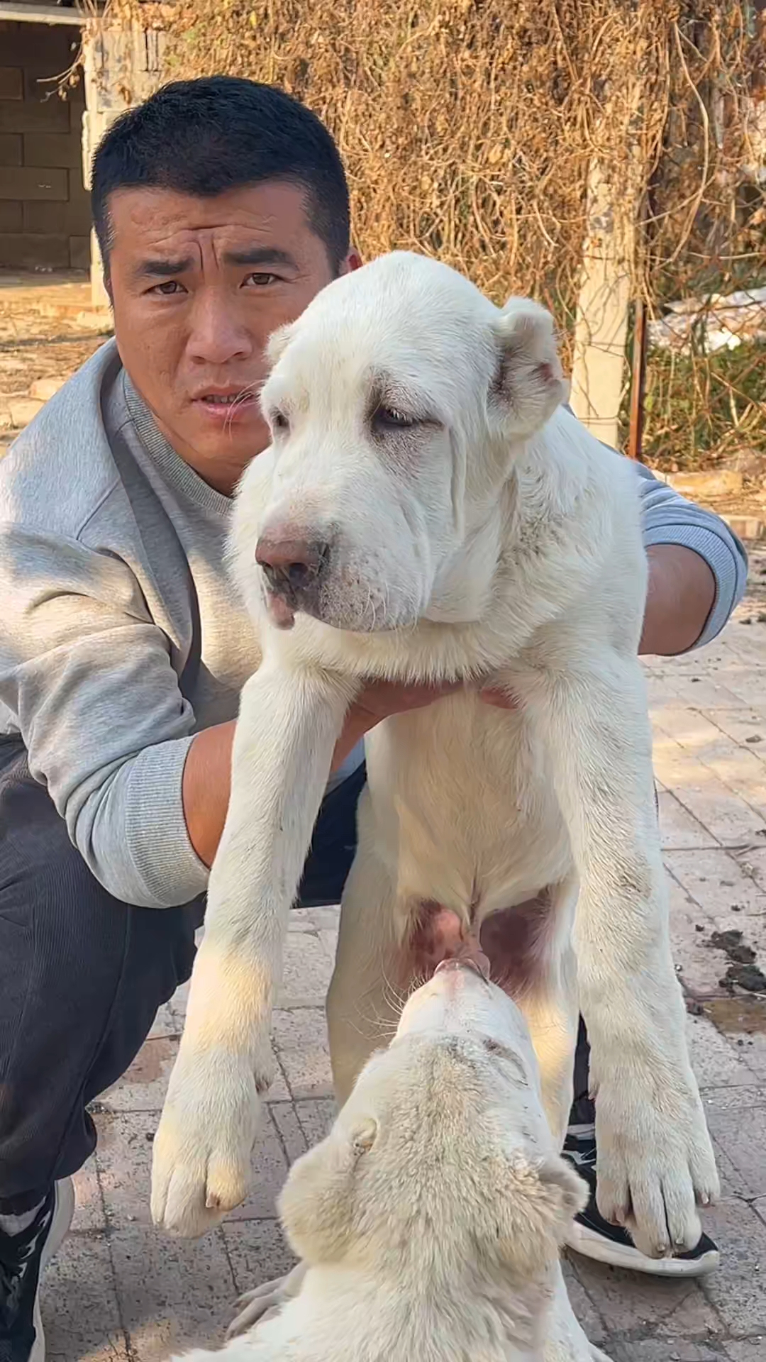 中亚牧羊犬中亚犬