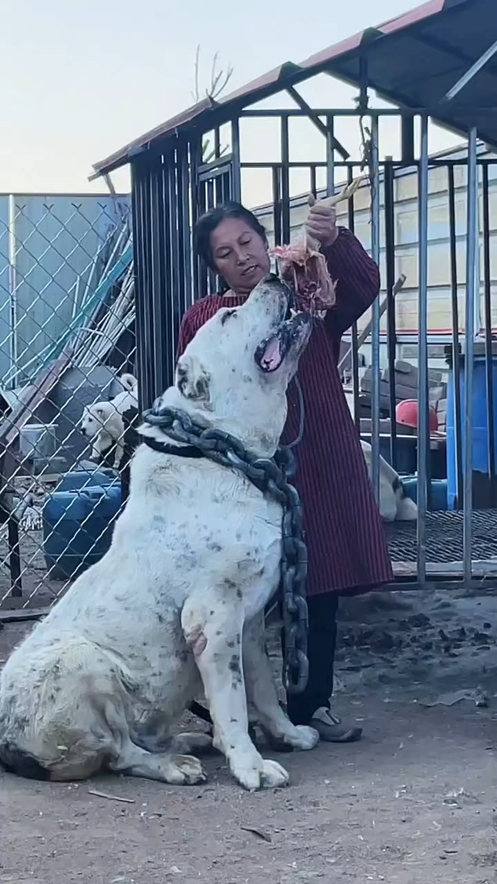 可以长到两百斤的狗狗中亚牧羊犬