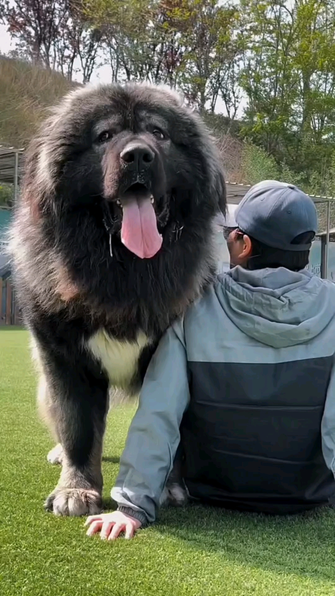 高加索犬高加索幼犬
