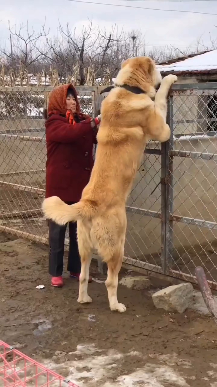 站起来比人高体重比人重的犬中亚牧羊犬