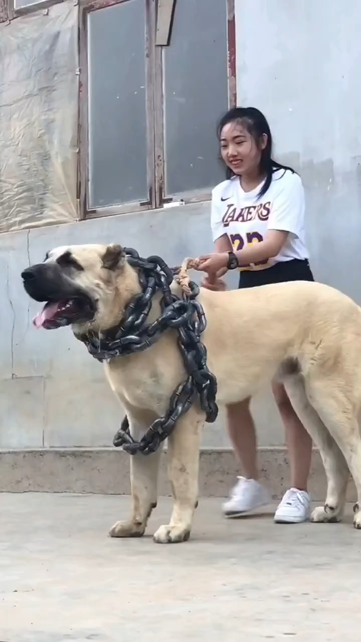 中亚犬图片