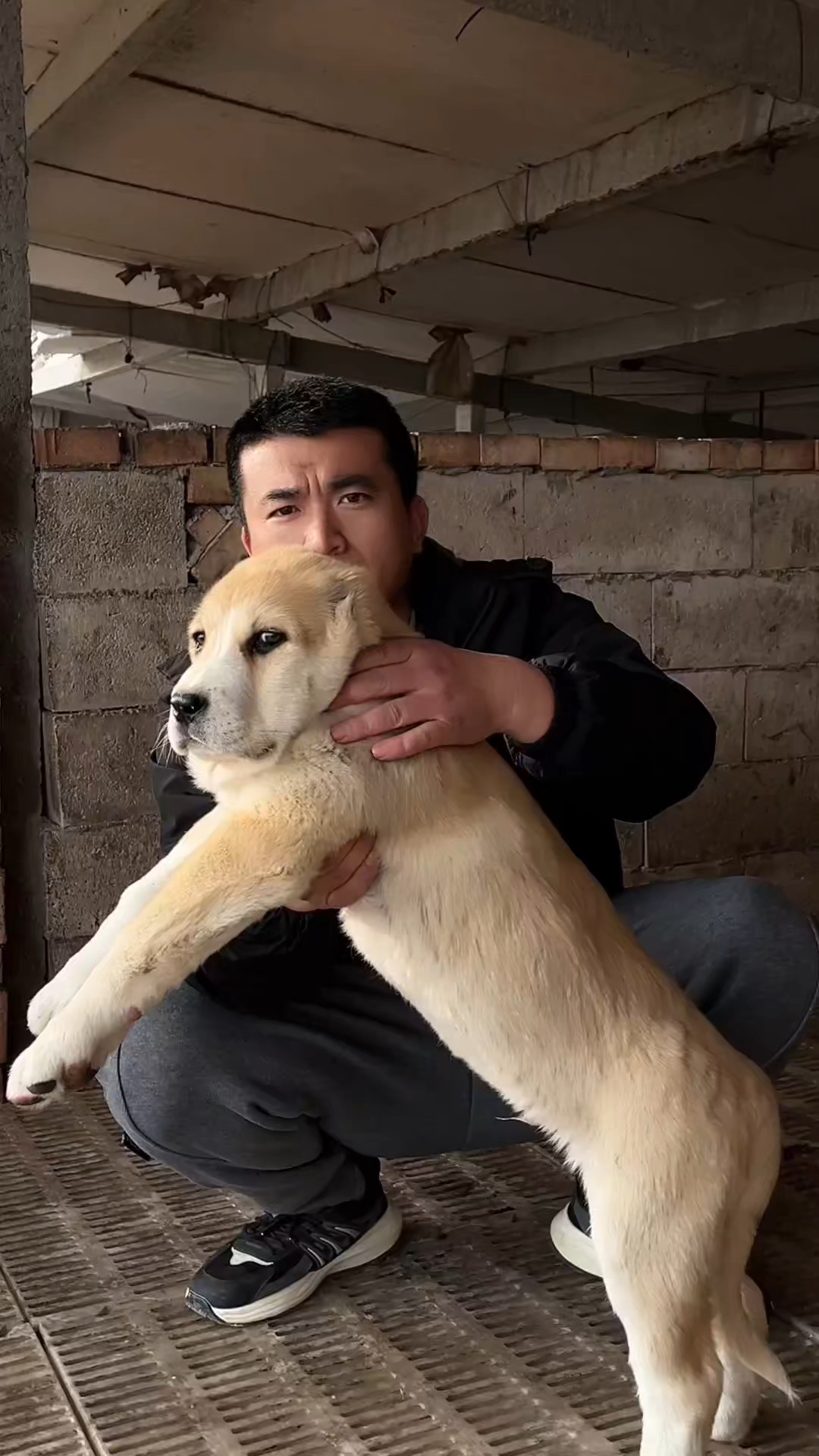 可以长到两百斤的狗狗中亚犬