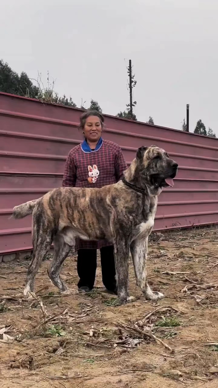 成年可以长到两百斤的狗狗中亚牧羊犬