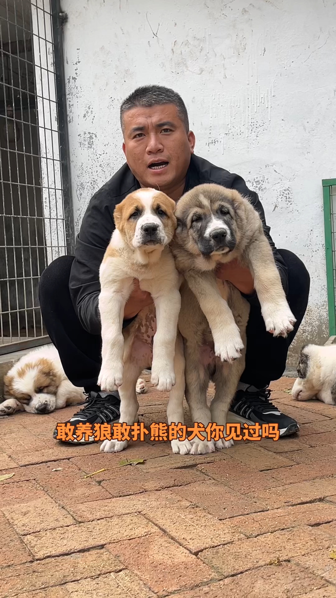 中亚犬图片