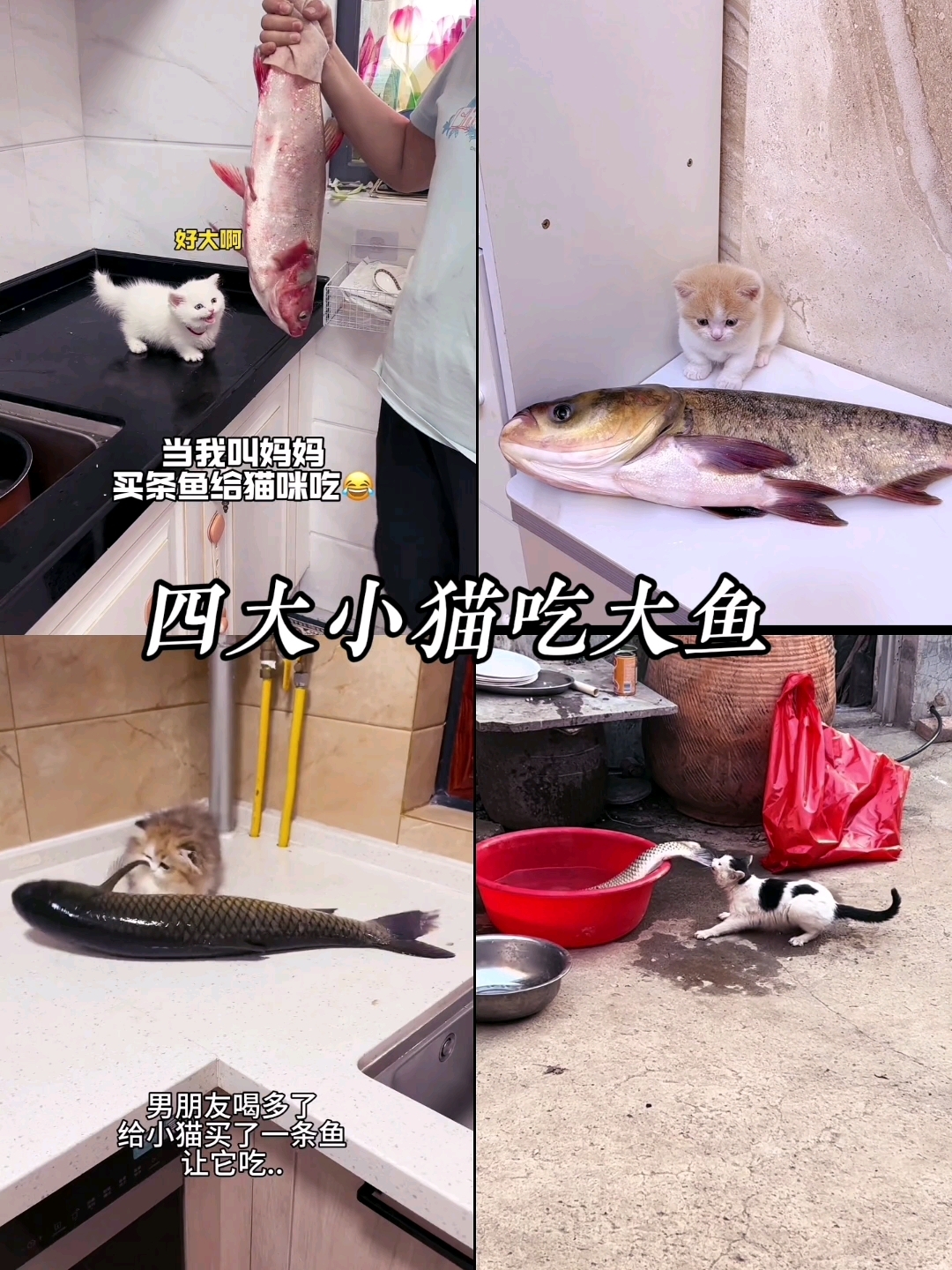 小猫吃大鱼,主打一个胃口好