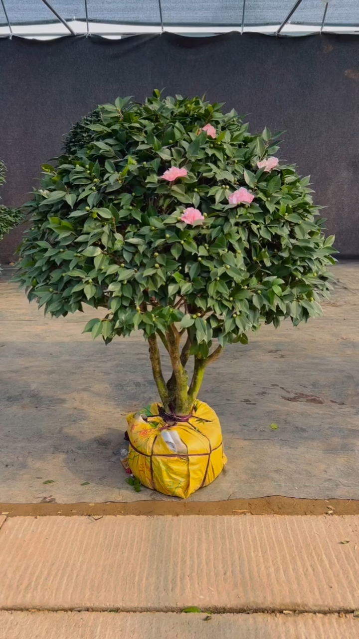 非常漂亮的一棵老桩香妃茶花,盆栽真的很漂亮呢!冠幅圆润饱满!