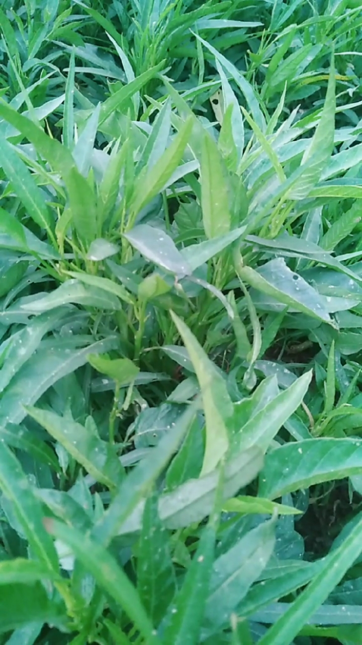 空心菜,一棵发好多嫩尖,聚宝菜呀,跟星星一样多