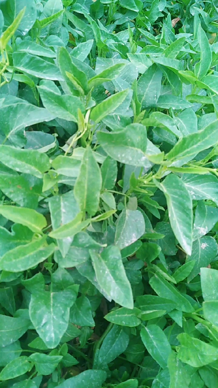 空心菜,互相挤着,一个一个探出小脑袋,想要长得更高