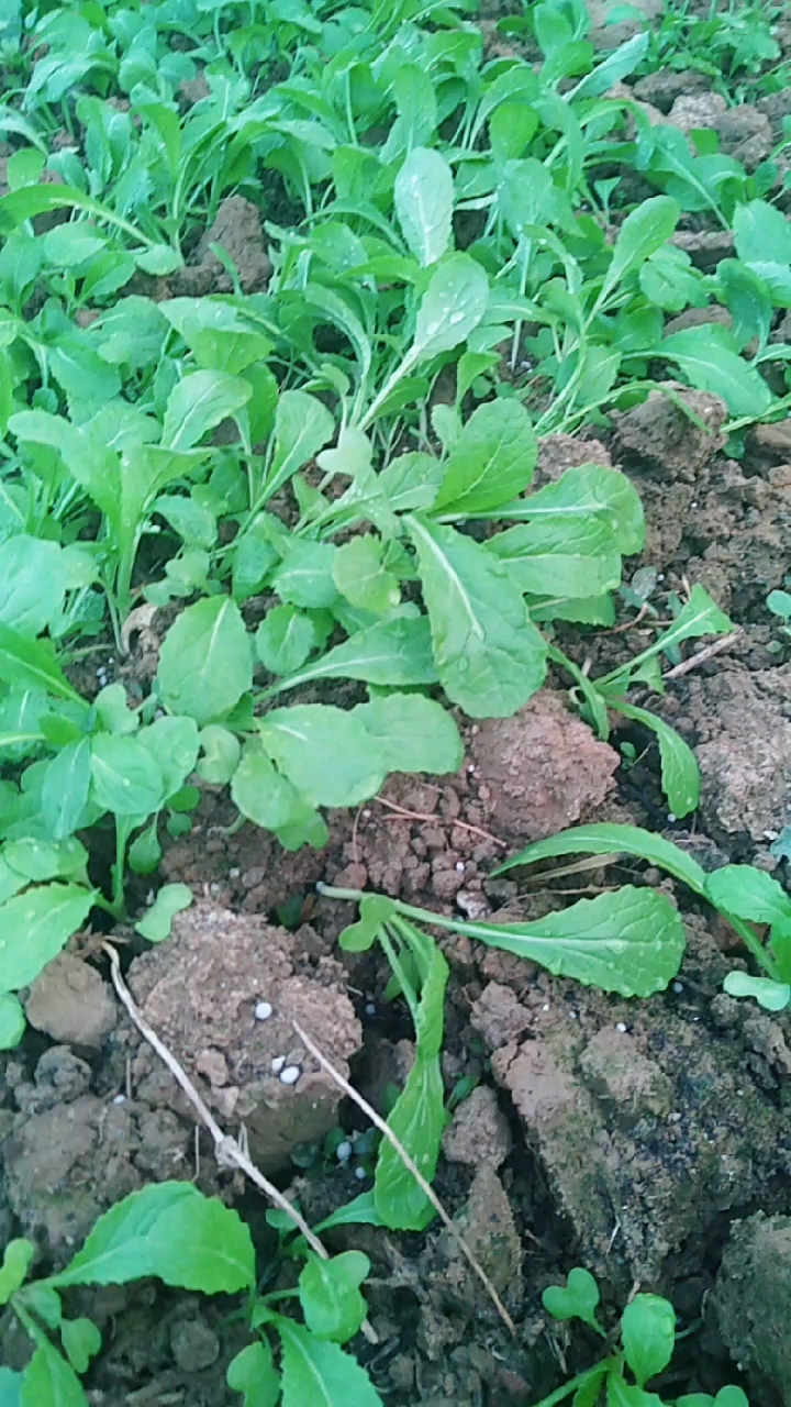 芥菜小苗,一吸到水,好快活哦