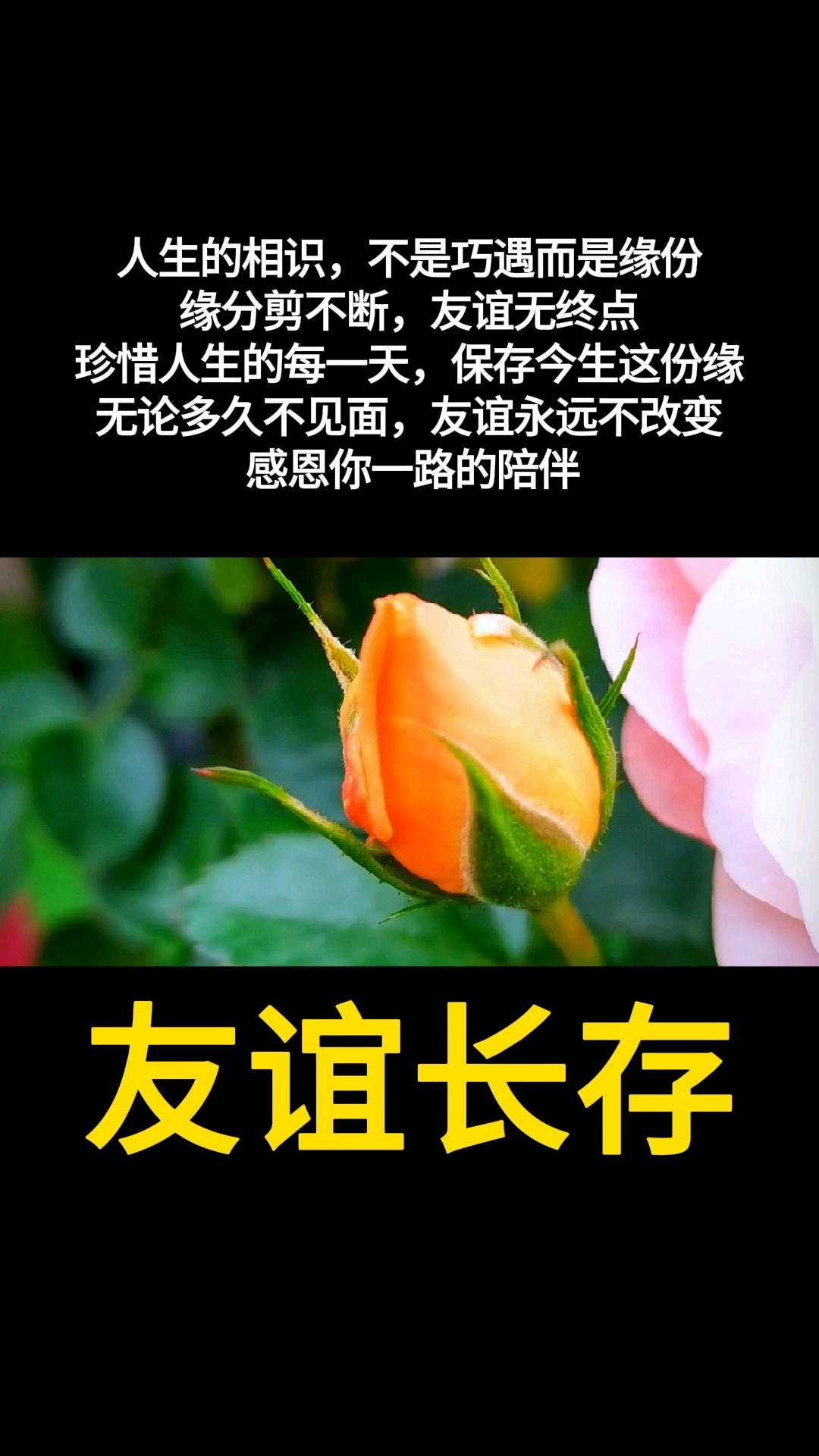 人生的相识,不是巧遇而是缘份,缘分剪不断,友谊无终点,珍惜人