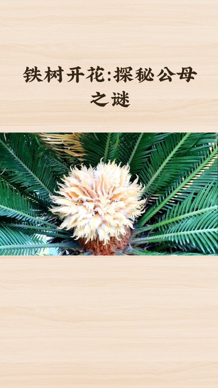 铁树开花:揭秘公母之谜
