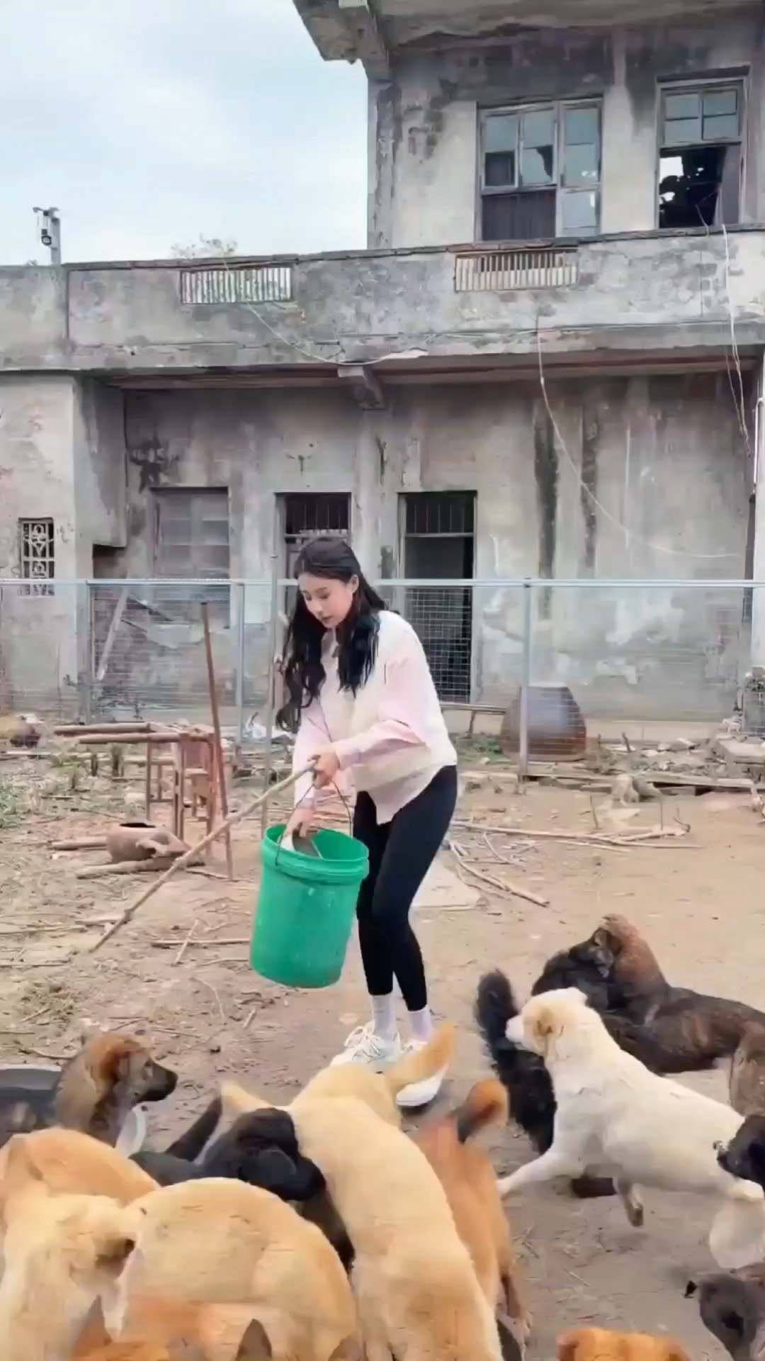 致富经肉狗养殖技术(cctv7 致富经养肉狗)