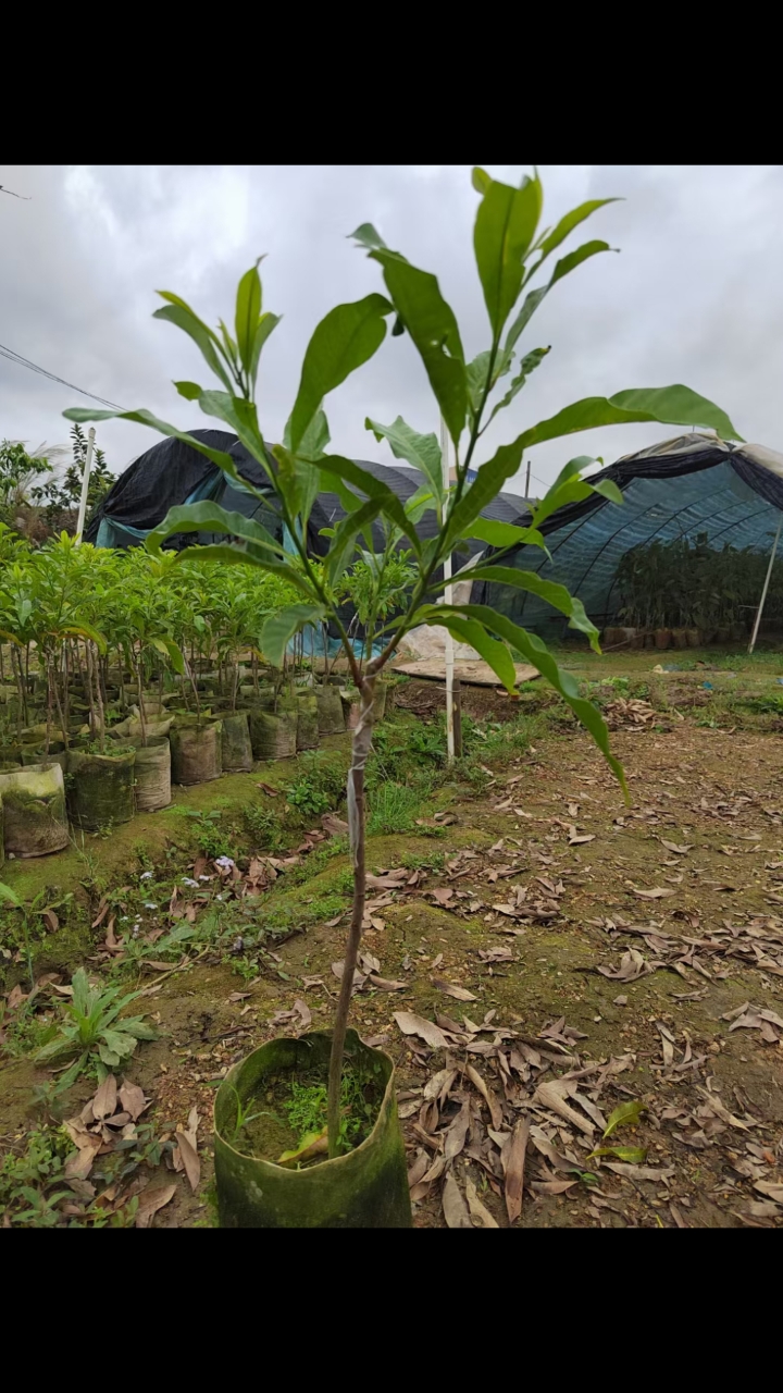 黄宝石黄晶嫁接果苗