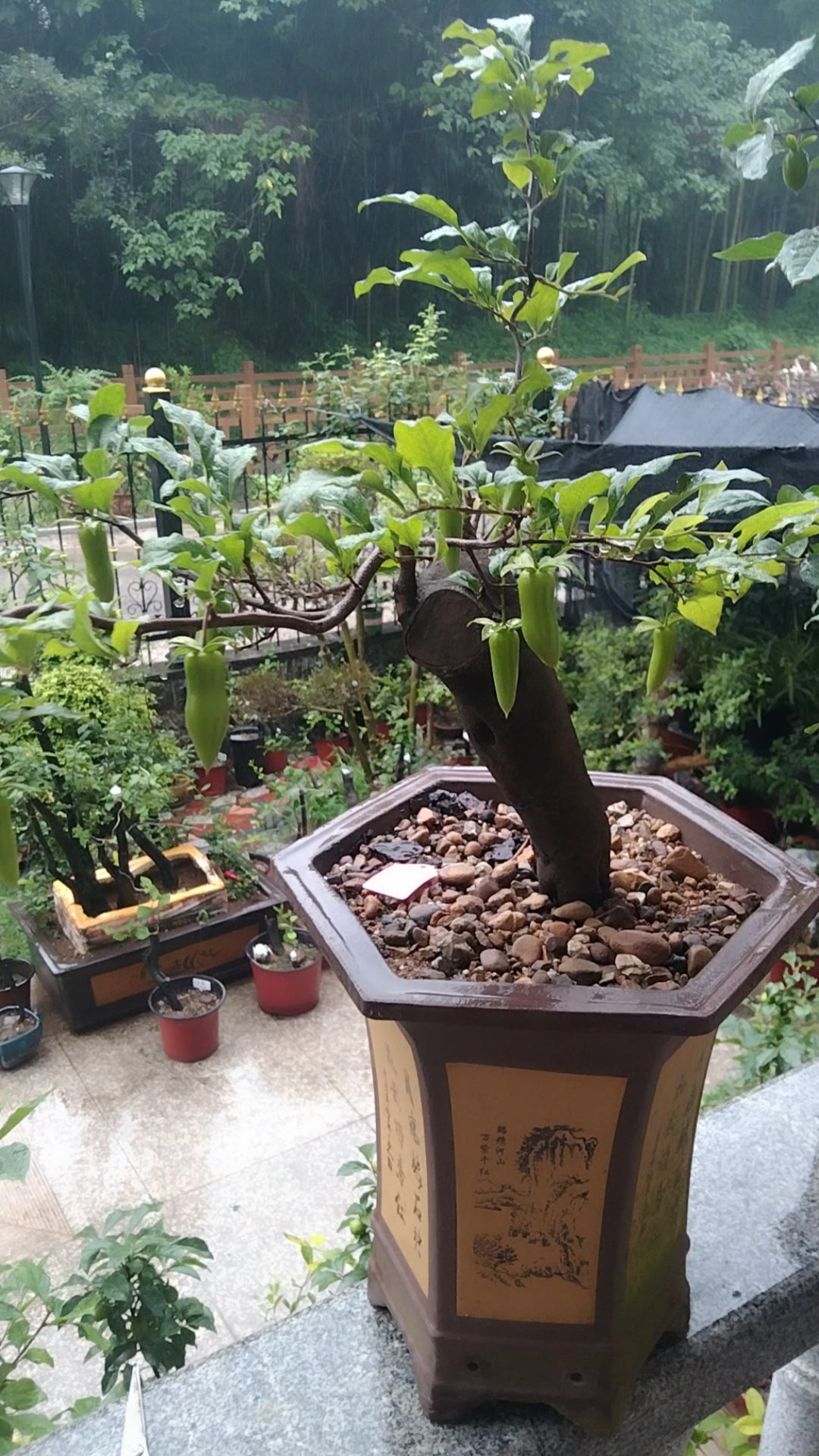 老鸦柿挂果梦之雫.