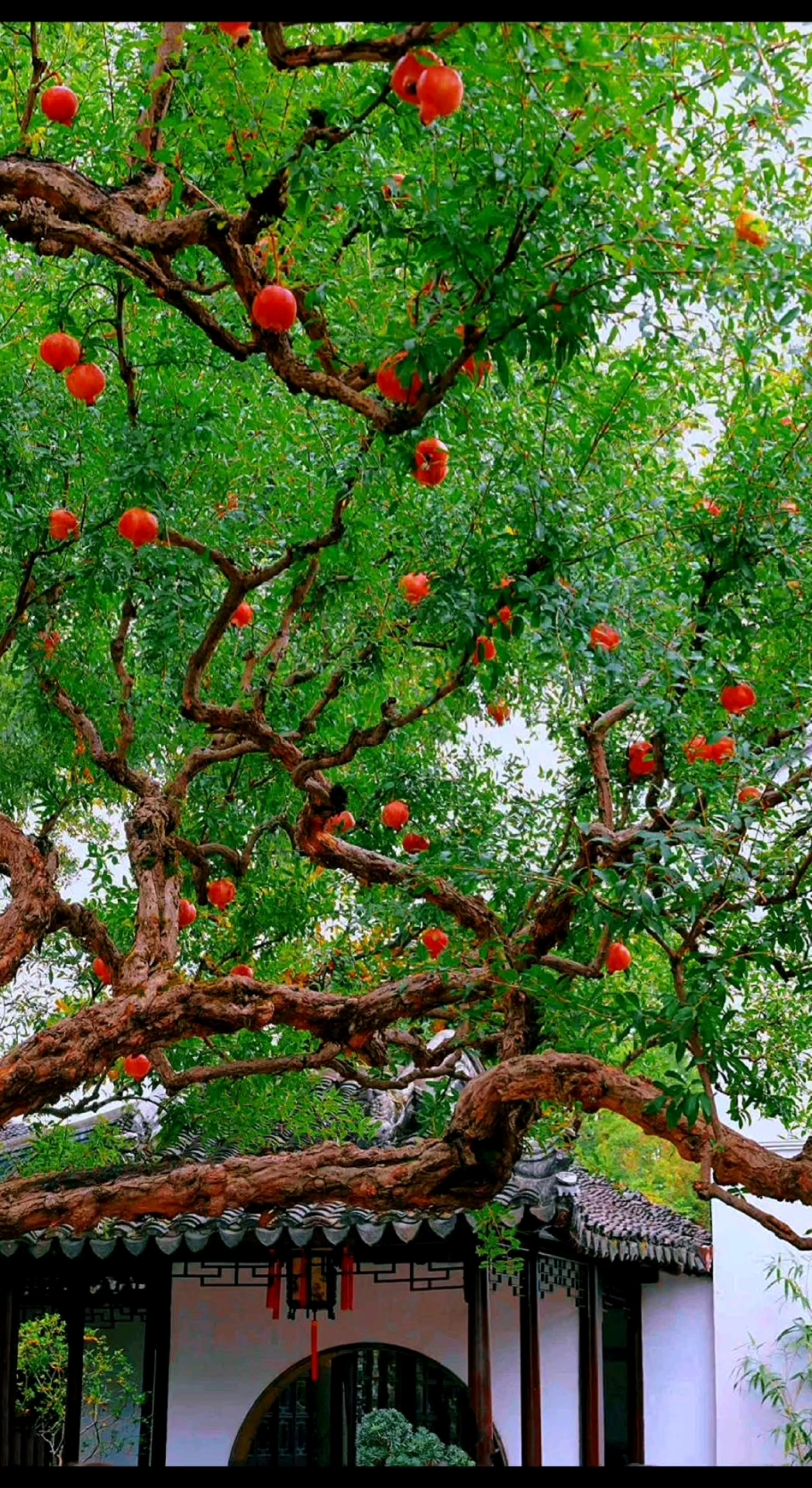 满树的石榴熟了!