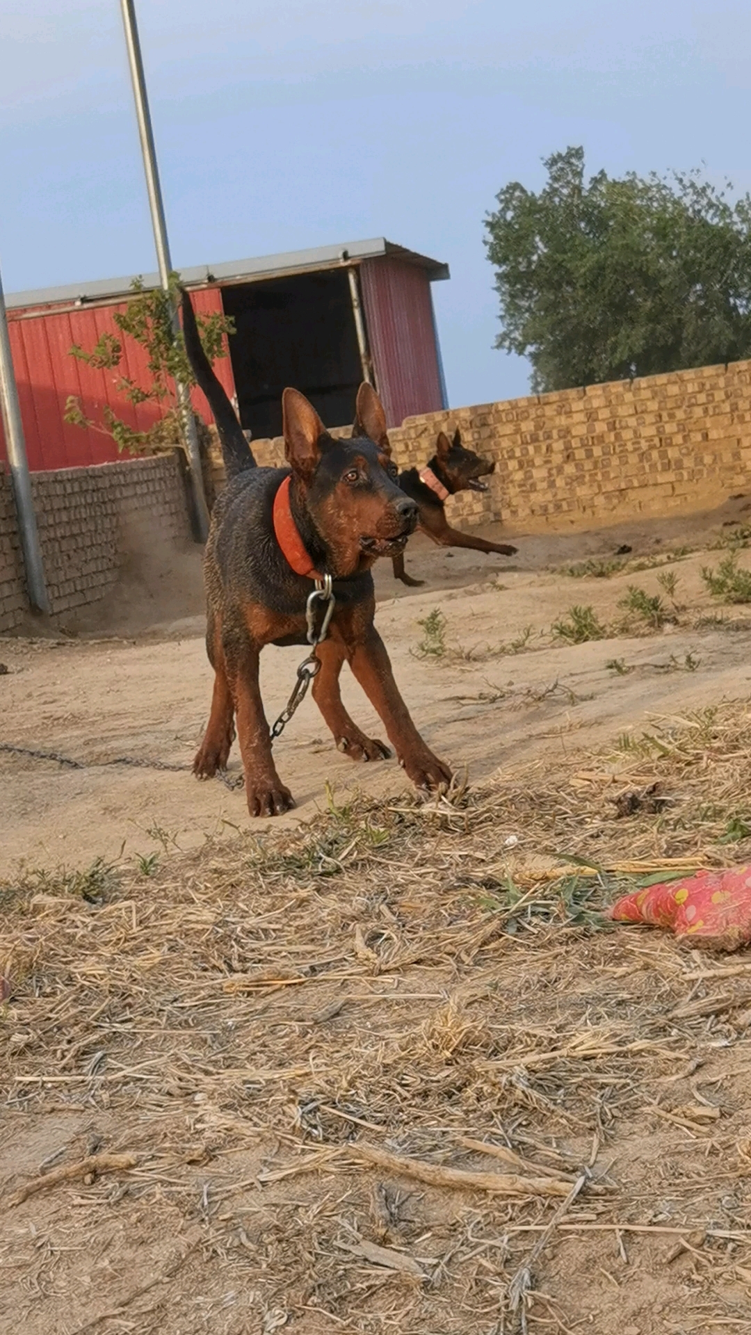 崃州红犬图片