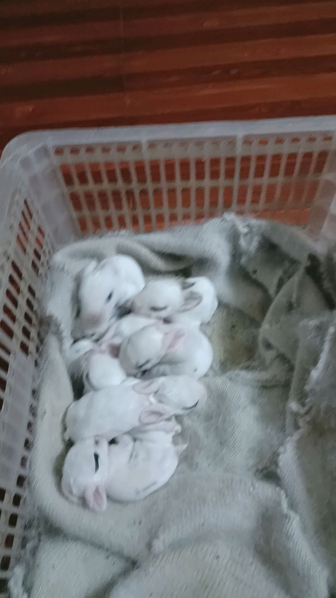 10天了小兔子有的睁眼了