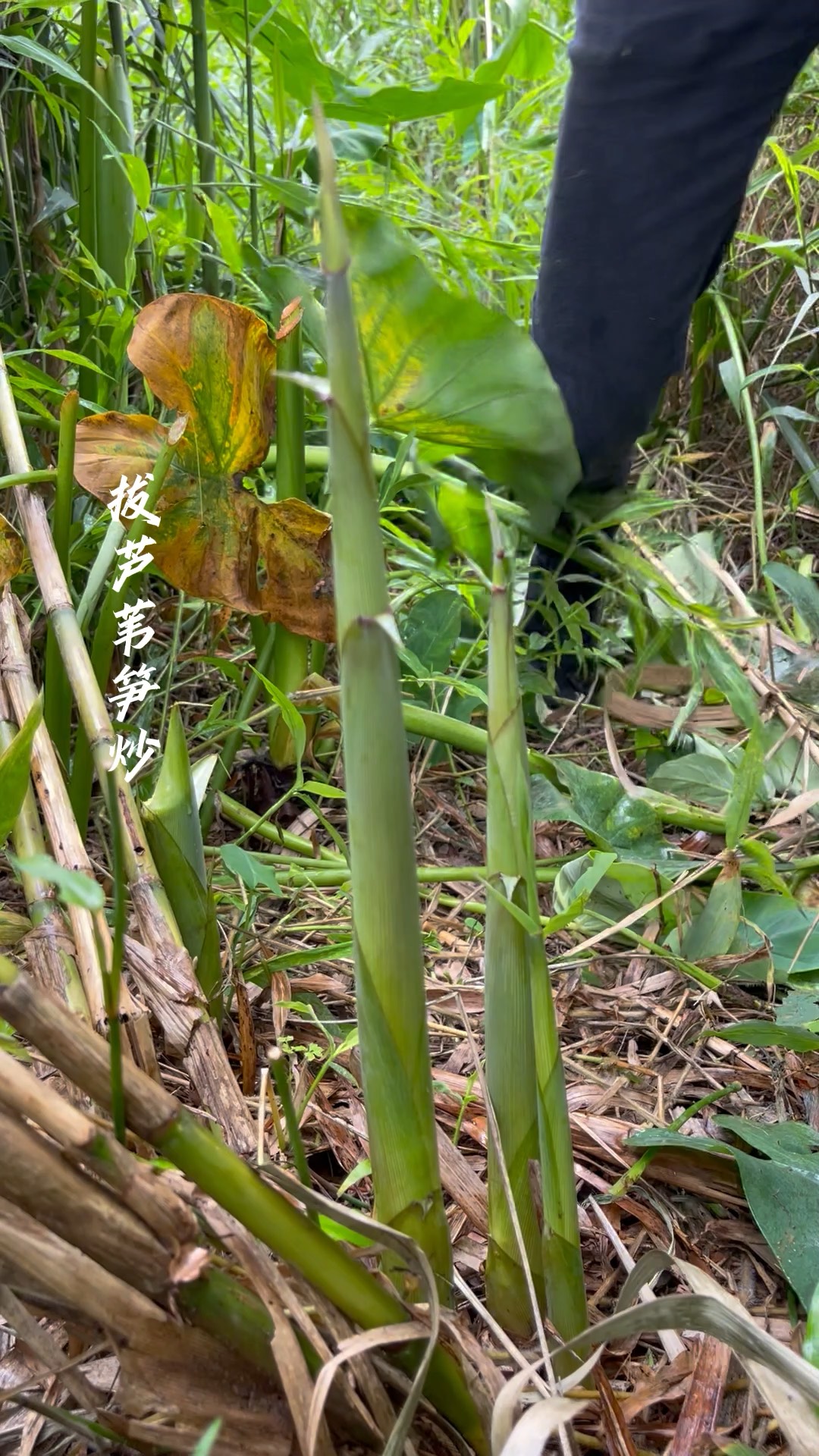 好肥的芦苇笋,看着就有食欲,拔回去炒