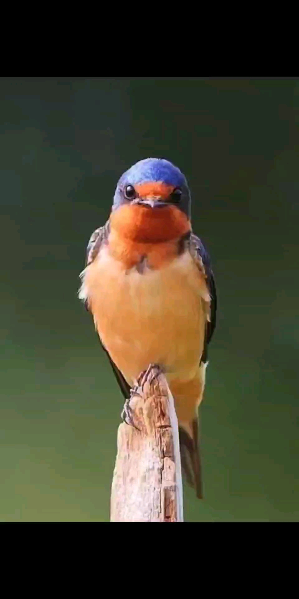 快手燕子抖音=快手燕子事故视频