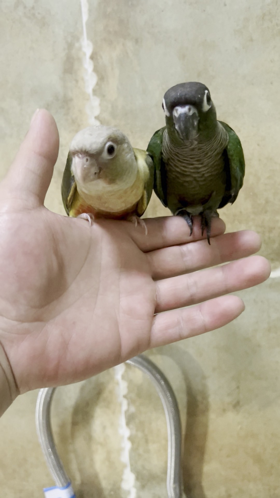 鹦鹉人工孵化教程图片