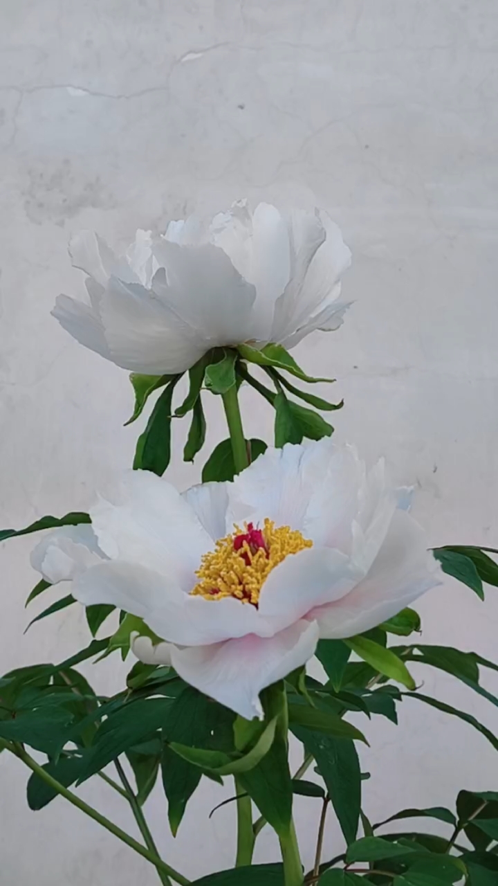 随风摇曳的凤丹牡丹,也争着与百花一起跳起春天的芭蕾