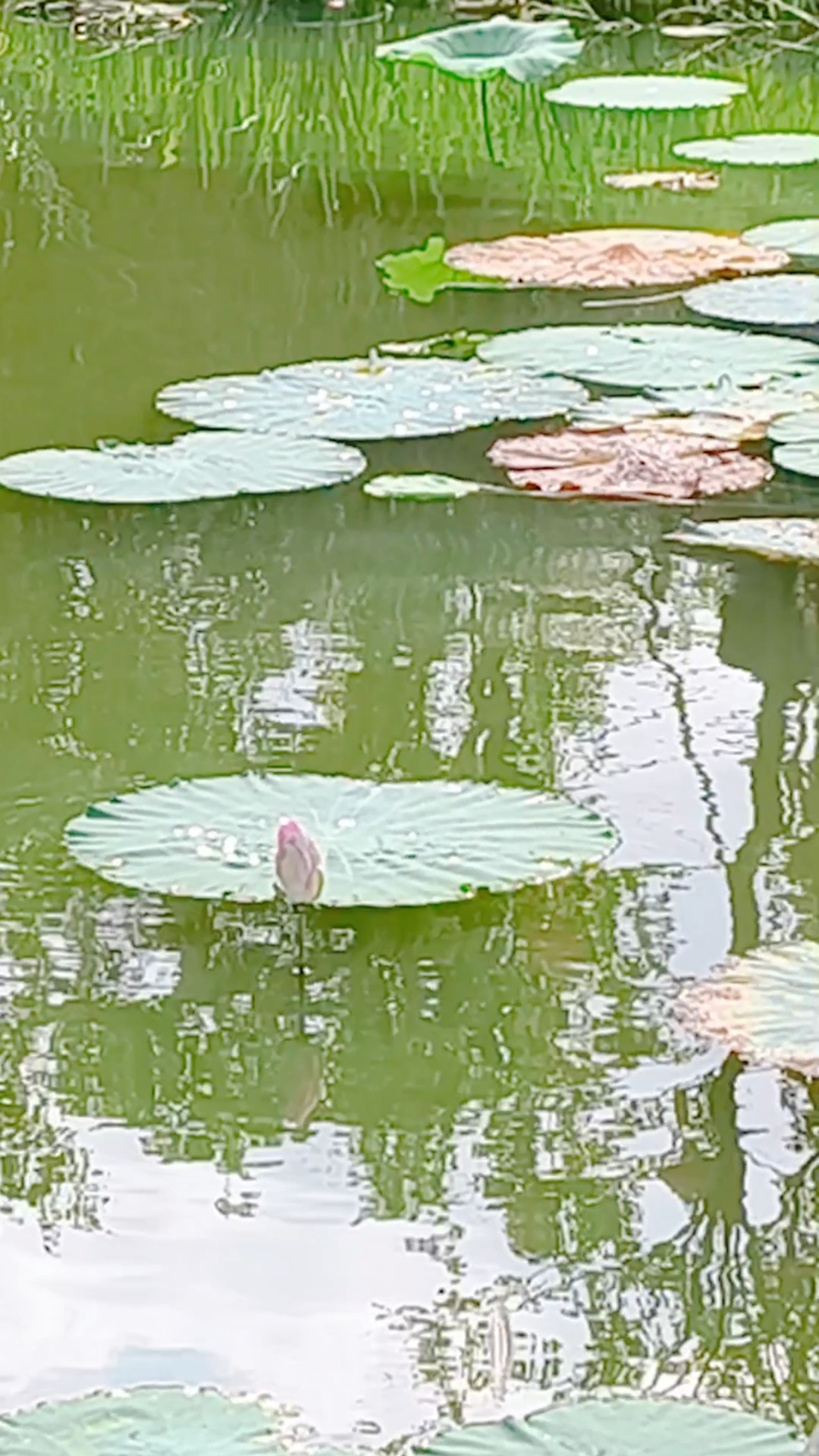 祠堂前的风水池塘图片图片