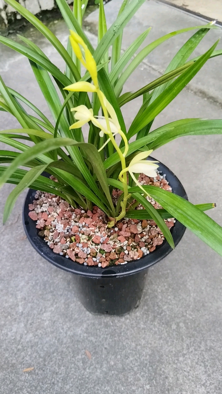 素心建兰,又开一盆,清香型,淡淡的