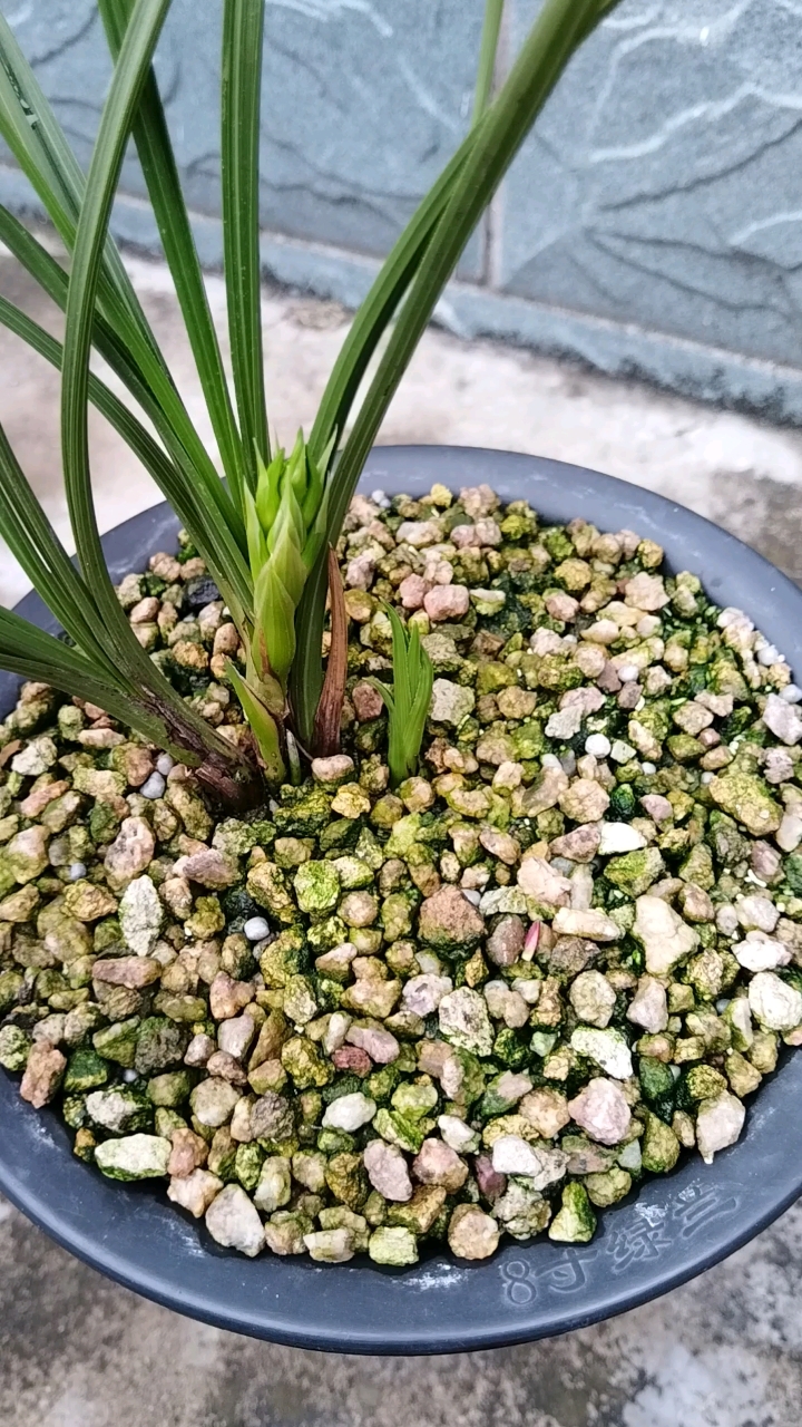 春意盎然的三月,这几天阴雨绵绵,惠兰准备小排铃了