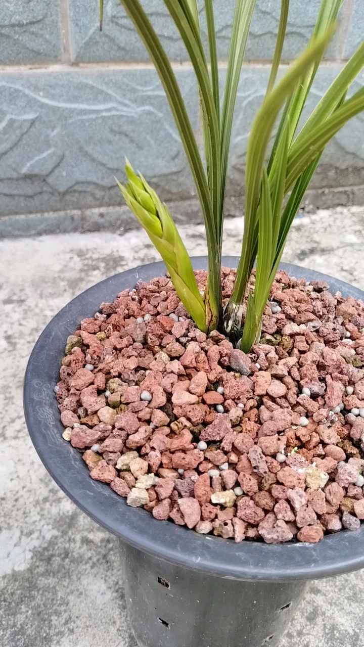 素心惠兰小排铃,一花一芽,爱生活爱兰花