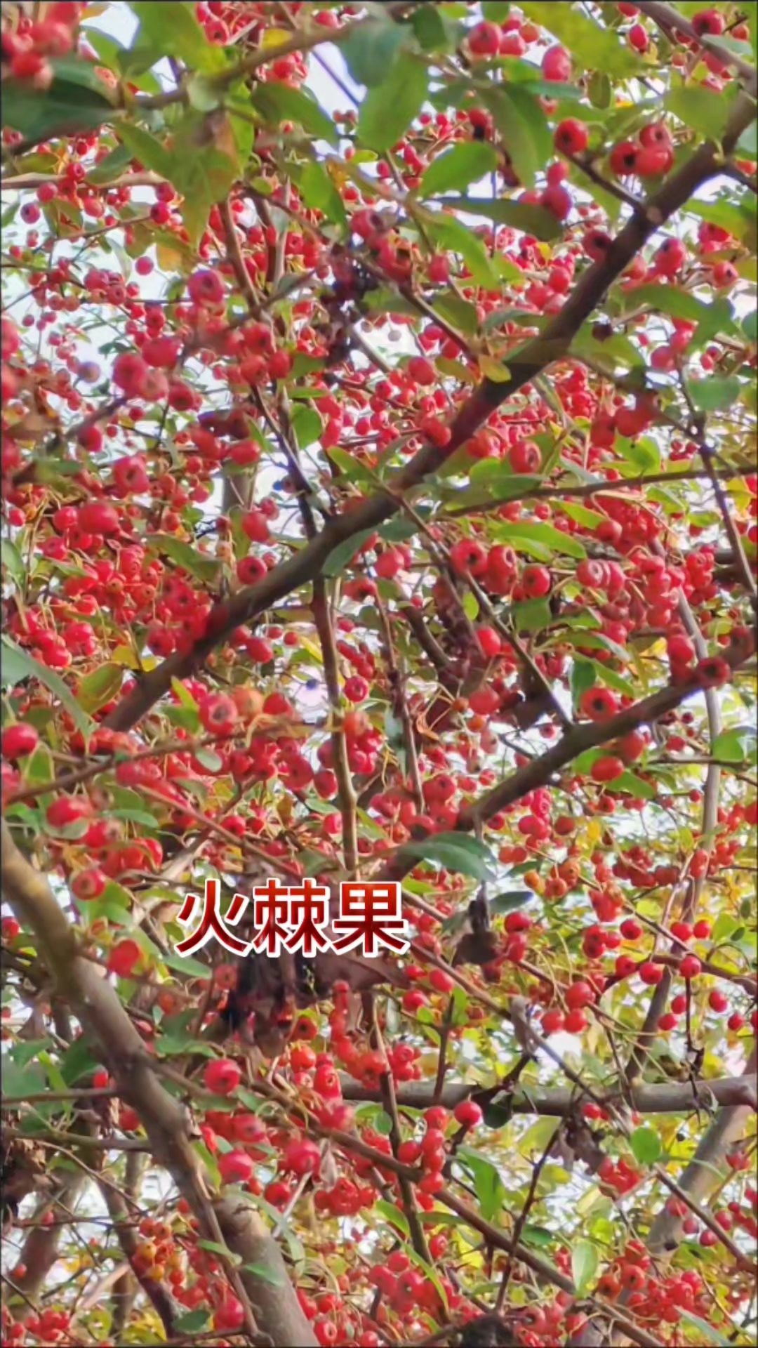 火棘果也叫野苹果,红籽儿,冬天满树的红果子,红红火火喜气洋洋
