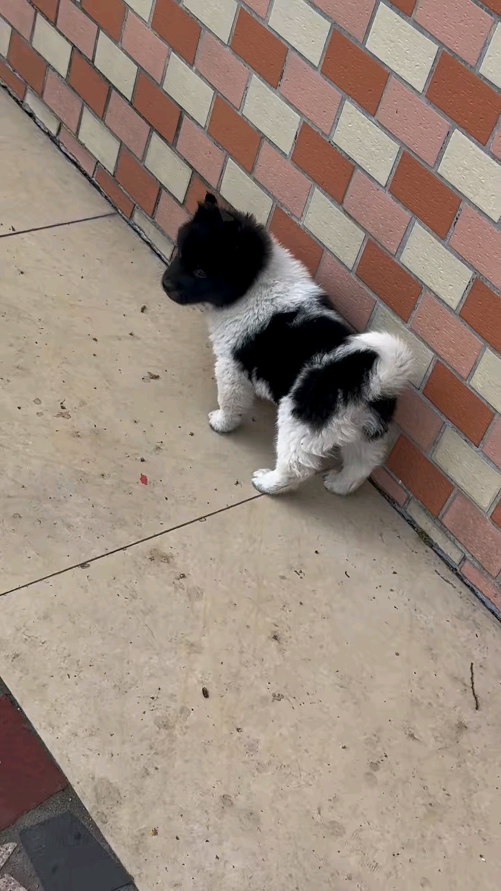 顶级招财土松公,黑头白狗身带印,狮子头,小猫耳,毛量爆炸,招