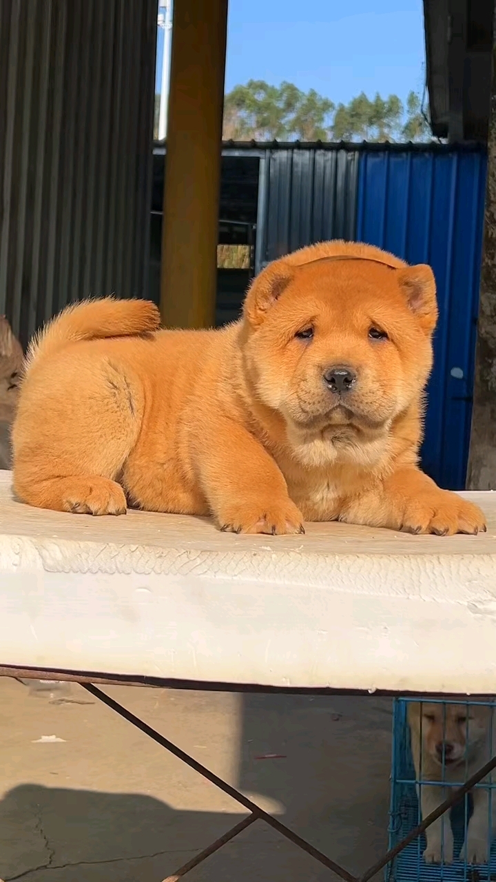 黄狗白面公 超大骨架 成年5/60斤