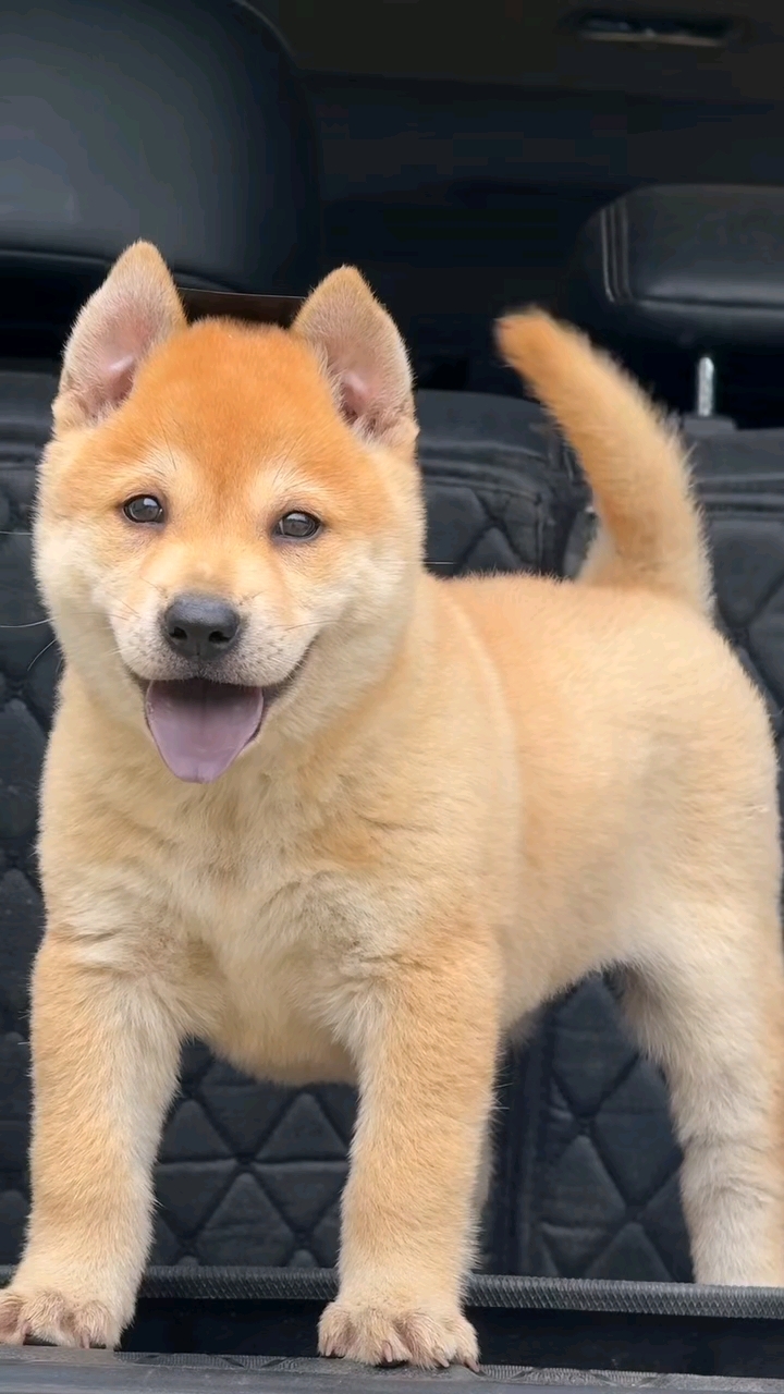 原生态中华田园犬,高端品质四目分明黄狗白面 小母犬