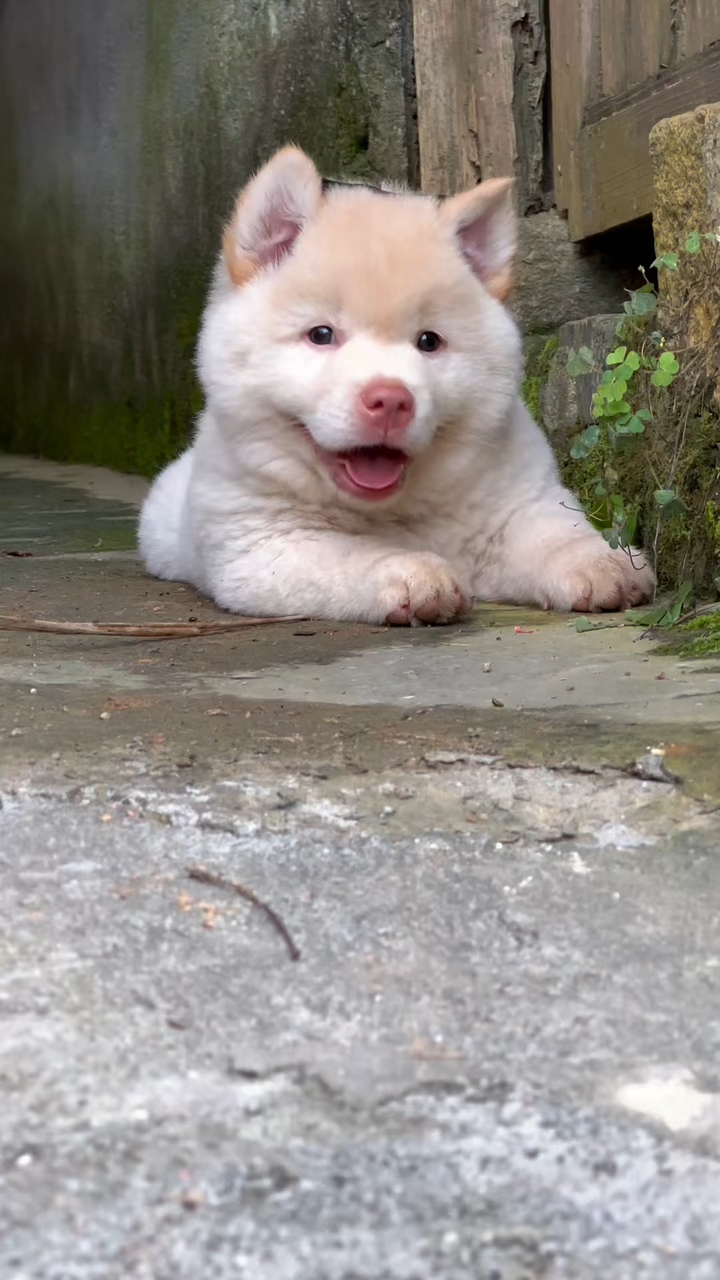 顶级白土松熊犬,网红款红鼻子,白土松妹妹高颜值,虎头猫耳,短