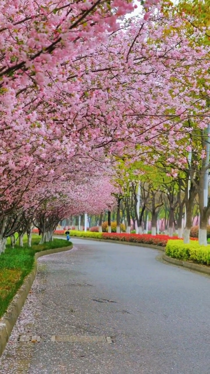 最近苏州的这条路美的不要不要滴!海棠花开,一路仙芳香