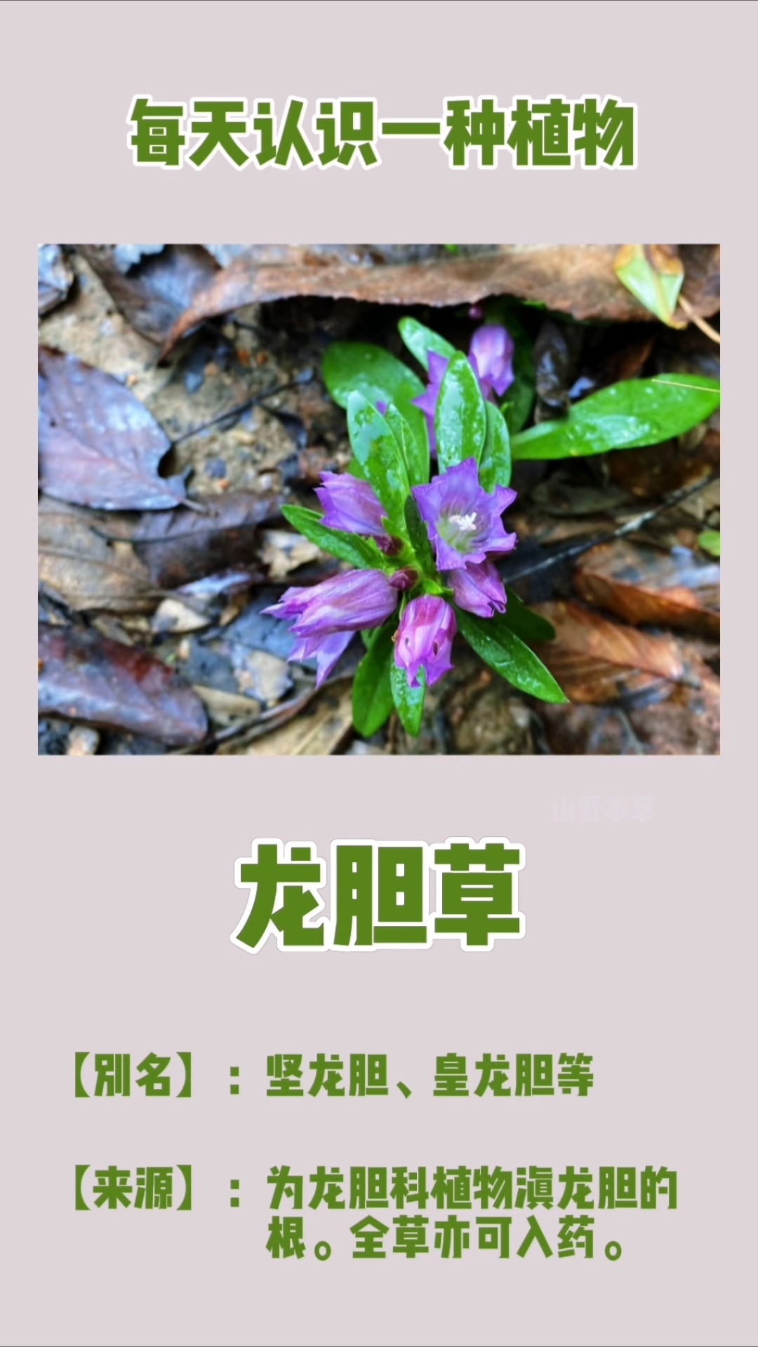 每天认识一种植物