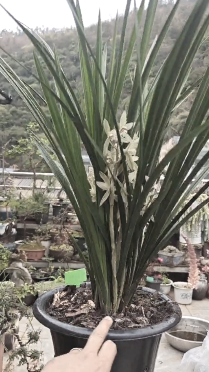 通海剑兰—云南四大名兰之一