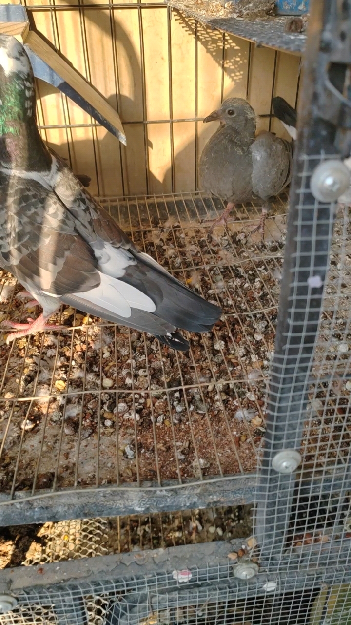 第一窝出了一瓦灰和白花鸽,挺好看